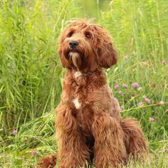 Peach - Australian Cobberdog