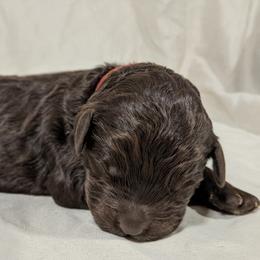 Australian Labradoodle Puppies from Llewellyn's Grove Labradoodles