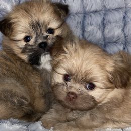 Pomeranians, Pomskies, and Shih Tzus from GA Designer Puppies