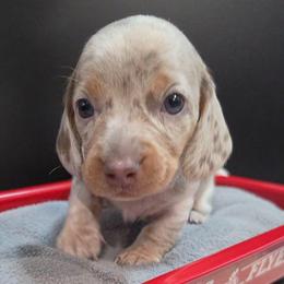 Muffin - Dapple male Dachshund puppy in Ogden, Utah from Ollie'n'Nara