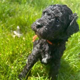 Apollo - Black male Poodle puppy in Little Compton, Rhode Island from Shippee’s Standards