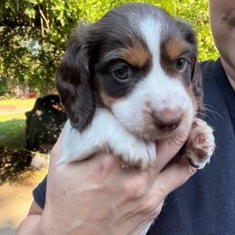 Cedar AKC - Piebald male Dachshund puppy in Erie, Michigan from Champagne’s Grinch Toe’d Dachshunds