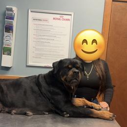 Sasha - Rottweiler