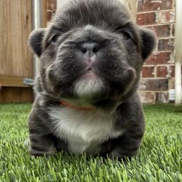 Finley - Blue female French Bulldog puppy in Greenville, Texas from Lovey’s Frenchies