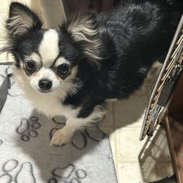 Sylvie - Chihuahua