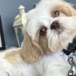 Shih Tzus from Sunshine Shih Tzus