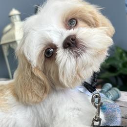 Shih Tzus from Sunshine Shih Tzus