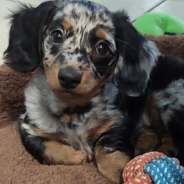 Dachshunds from Glorious Minis