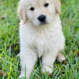 Golden Retriever Puppies from All shades Golden