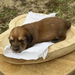 Lt. Dan - Red male Dachshund puppy in Bald Knob, Arkansas from Victoria’s Dachshunds