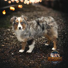 Moose - Toy Australian Shepherd