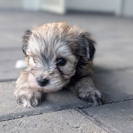 Penelope (Penny) - Liver female Miniature Schnauzer puppy in Waddell, Arizona from West Valley Schnauzers & Dachshunds