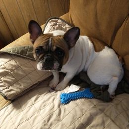 French Bulldogs from Ray's Frenchies