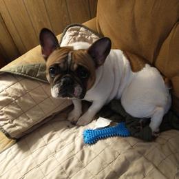 French Bulldogs from Ray's Frenchies