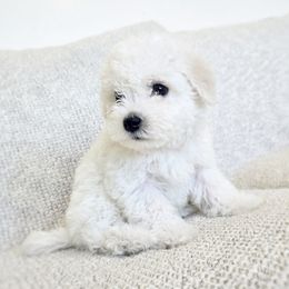 Boy 3 - White male Bichon Frise puppy in Lewiston, Utah from Country Pups Cavaliers