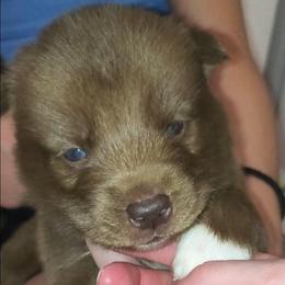 Drina - Red and white female Siberian Husky puppy in Richland, Mississippi from Feazell’s Siberian Huskies