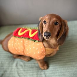Yellow - Red female Dachshund puppy in Oshkosh, Wisconsin from Boombay