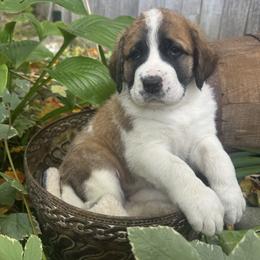Haze - Brown and white female Saint Berdoodle puppy in Traverse City, Michigan from Bare Paws Saint Berdoodles