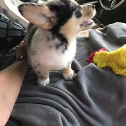 American Corgi and Pembroke Welsh Corgi Puppies from Lonesome Boone Corgis
