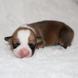 Girl 3 - Red female Pembroke Welsh Corgi puppy in Paradise, Texas from Corgis in Paradise