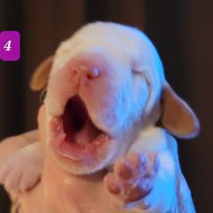 Puppy #4 - Orange roan Spinone Italiano puppy in Waller, Texas from QuietWood
