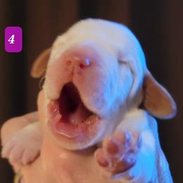 Puppy #4 - Orange roan Spinone Italiano puppy in Waller, Texas from QuietWood