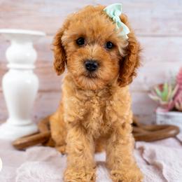 Josie - Red female Cavapoo puppy in Erda, Utah from Country Lane Doodles
