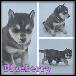Blueberry - Red and white female Siberian Husky puppy in Wheeler, Michigan from Haase Family Kennels