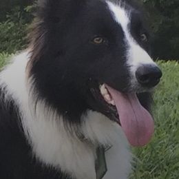 Border Collies from Red Pepper Border Collies