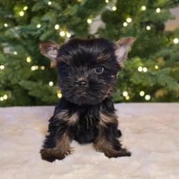 Daisy - Black and gold female Yorkshire Terrier puppy in Mountain Grove, Missouri from Precious Puppies