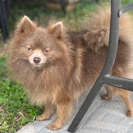 Rocket - Pomeranian