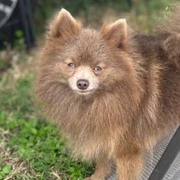 Rocket - Pomeranian