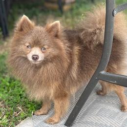 Rocket - Pomeranian
