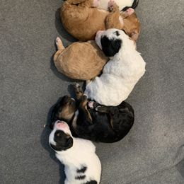 Bernedoodle Puppies from Beavercreek Bernedoodles