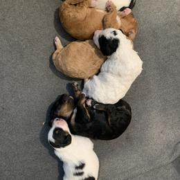 Bernedoodle Puppies from Beavercreek Bernedoodles