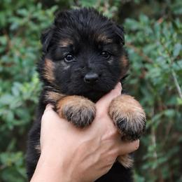 Alabama - Black and red female German Shepherd puppy in Canton, Texas from WILDWOOD GERMAN SHEPHERDS