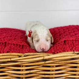 Fudge - Red Collar - Parti male Goldendoodle puppy in The Woodlands, Texas from Golden Fields Doodles