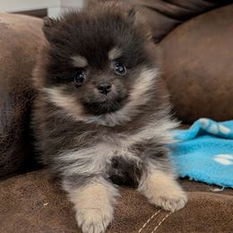 Allen the runt - Black and tan male Pomeranian puppy in Danielsville, Georgia from PassionatePomPoms