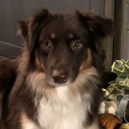Miniature American Shepherds from Clay Hill Ranch