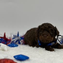Tank - Phantom male Poodle puppy in Nashville, Arkansas from Cuddles n Curls