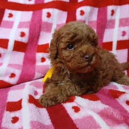 Prince Charming - Red  male Poodle puppy in Blanch, North Carolina from Faithful Hearts Kennel