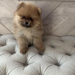 Pearl - Wolf sable female Pomeranian puppy in Ladera Ranch, California from Tinkerpoms