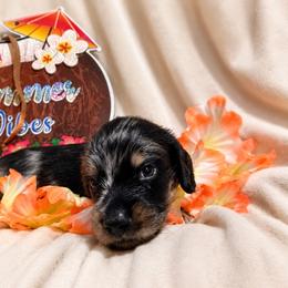 Brown collar dapple - Dapple male Dachshund puppy in Pleasant Plains, Arkansas from JGBs Dachshunds