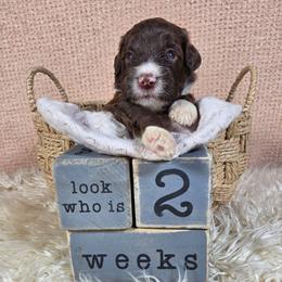 Winnie - Brown and white female Aussiedoodle puppy in Haleyville, Alabama from The Cuddly Dood Ranch