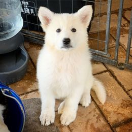 German Shepherd and White Shepherd Puppies from Scenic Creek German Shepherds