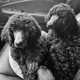 Poodle Puppies from Canterland Farm