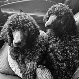 Poodle Puppies from Canterland Farm