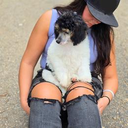 Aussiedoodle, Bernedoodle, Cockapoo, Miniature Australian Shepherd, Poodle, and Sheepadoodle Puppies from Jam's Doodles And Poodles