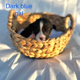 Pembroke Welsh Corgi Puppies from Courtlyn's Corgis