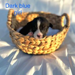 Pembroke Welsh Corgi Puppies from Courtlyn's Corgis